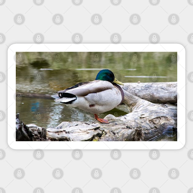 Mallard waking up Sticker by CanadianWild418